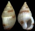 Nassarius louisi